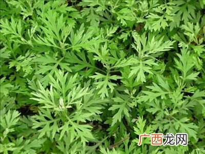 艾蒿是什么,艾蒲是什么?
