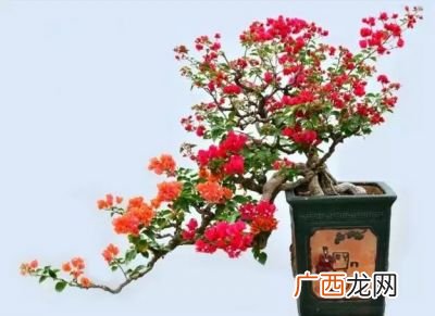 三角梅盆景造型方法,三角梅怎么盘起来好看？
