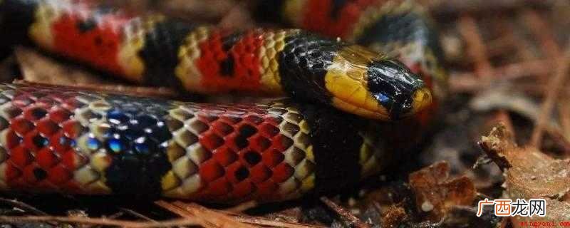 Bungarus multicinctus 银环蛇 银环蛇有毒吗