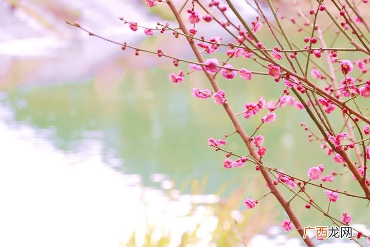 以梅为主题的微信名字,63年微信昵称什么最佳？