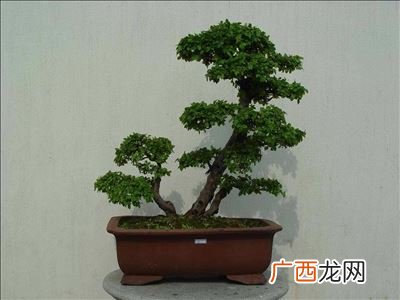 大叶雀梅盆景有价值吗,红芽雀梅是什么品种？