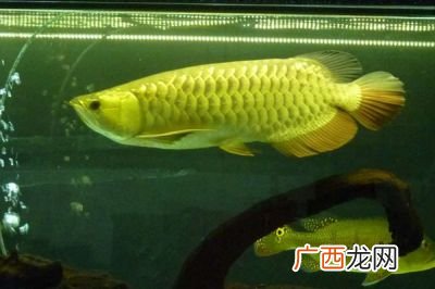 过背金龙鱼和和高背金龙鱼的区别,高背和过背哪个贵？