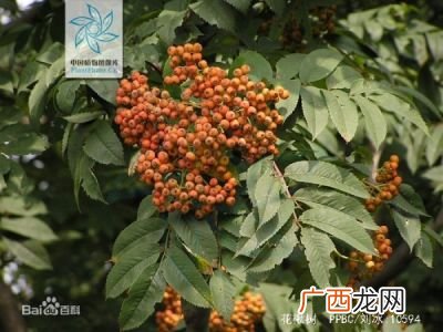 楸树是什么树,10年楸树价值？