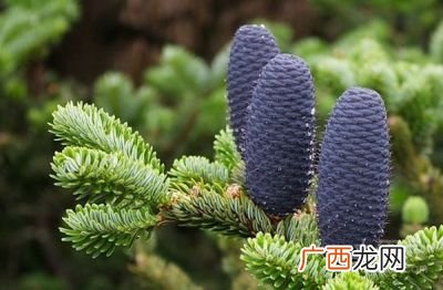 除了裸子植物还有什么植物有管胞,植物导管有哪些类型？