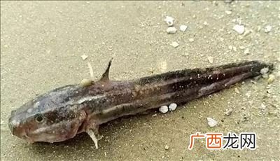 海鲶鱼有毒吗,海曼鱼，有毒吗？