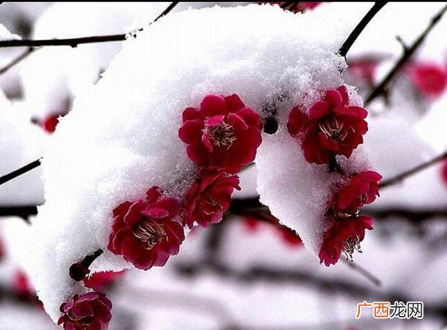 梅的品质和象征什么,梅、兰、竹、菊分别代表了什么品质？