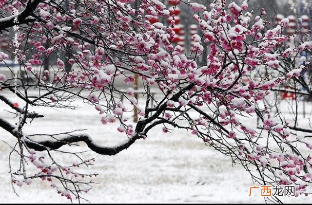 梅的品质和象征什么,梅、兰、竹、菊分别代表了什么品质？