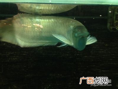 龙鱼什么品种最贵最好,龙鱼什么品种最贵，最好？