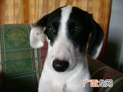 狗狗生产前有什么征兆啊,狗狗要生小狗前有什么征兆？