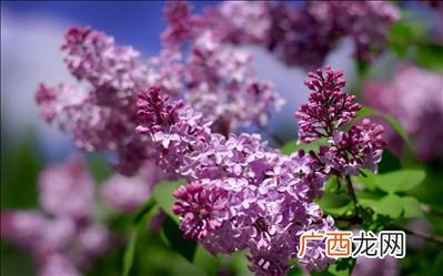 丁香花一般什么时间开放,丁香结什么季节开放?