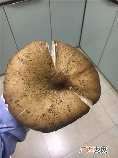 山塔菌怎么做来好吃,云南那里的野生菌炒吃最香?