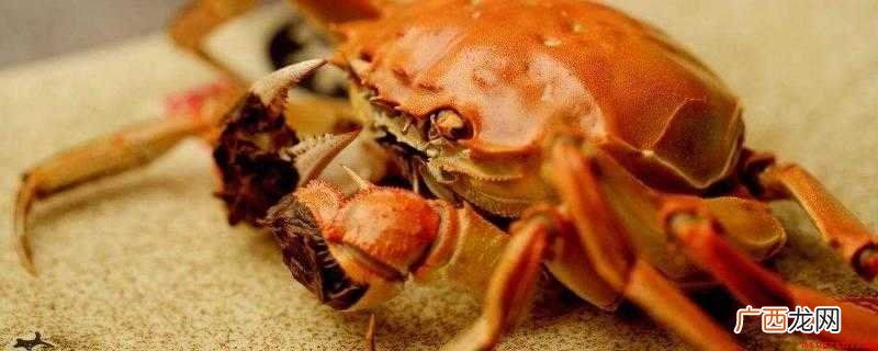 螃蟹生长在淡水中,在河里繁殖 螃蟹放生到河里会淹死吗