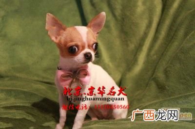 吉娃娃一般能长多大啊,几个月的吉娃娃体型长到成年犬？