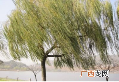 树欲静而风不止的下一句话是什么,遇树而风不止-树欲静而风不止的下一句是什么？