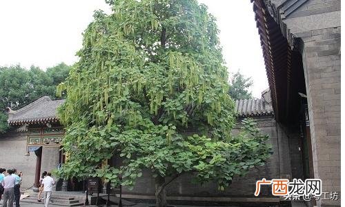 梓字取名的寓意,梓在名字中的含义？