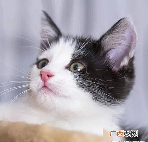 猫怎么叫的声音,猫咪不同的叫声代表什么？叫声特别长时怎么回事？