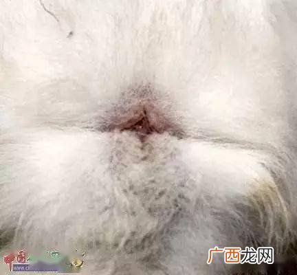 怎样辨别公兔和母兔,兔子怎么分辨母兔和公兔？