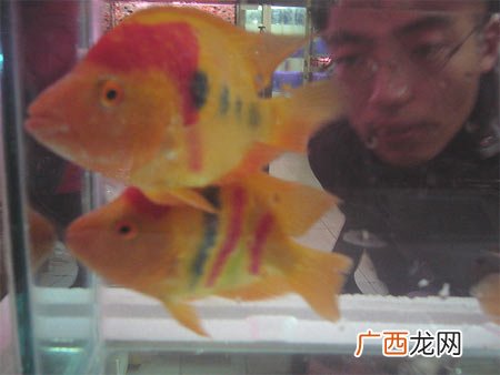牡丹鱼是热带鱼吗,三色牡丹鱼多长？