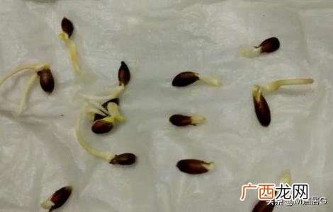 教你如何在家种植柠檬呢,教你如何在家种植柠檬呢？