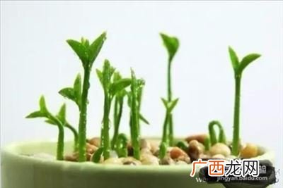 教你如何在家种植柠檬呢,教你如何在家种植柠檬呢？