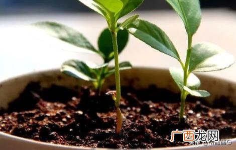 教你如何在家种植柠檬呢,教你如何在家种植柠檬呢？