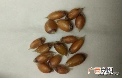 教你如何在家种植柠檬呢,教你如何在家种植柠檬呢？
