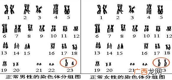 染色体x和y代表什么,X和Y代表什么？