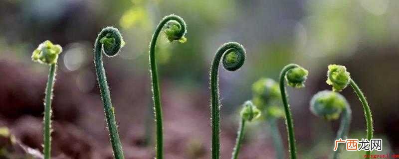 欧洲蕨类植物的一种变种 蕨菜怎么保存到下半年