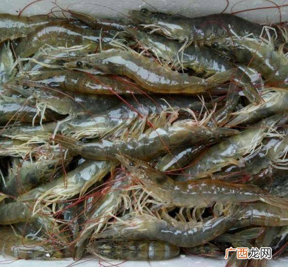 怎么冰冻虾保持新鲜,鲜虾放冰箱怎么保存?
