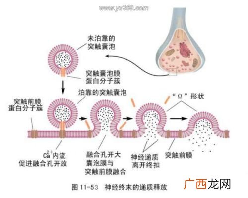 神经递质和酶作用后的去向,神经递质来源？