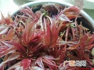 香椿芽怎么腌制好吃