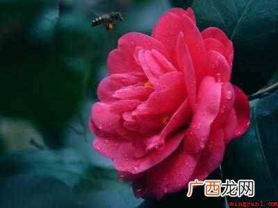 玫瑰花怎么拍好看