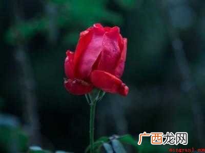 玫瑰花怎么拍好看