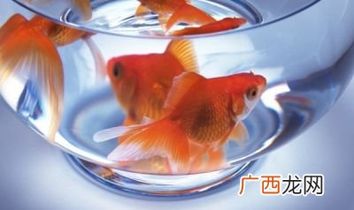 在家里养的金鱼为什么养不大,喂了4年的锦鲤鱼不长是怎么回事？