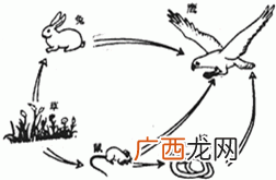蛇吃蜘蛛吗,蛇的食物链示意图？