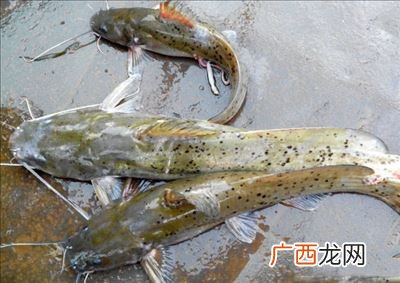 芝麻剑和叉尾怎么区分,钳鱼是二级保护动物吗？