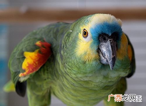 亚马逊鹦鹉可以养吗,黄冠亚马逊鹦鹉怎么养黄冠亚马逊鹦鹉饲养方法？