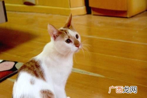 小猫几个月成年,猫多久成年期？