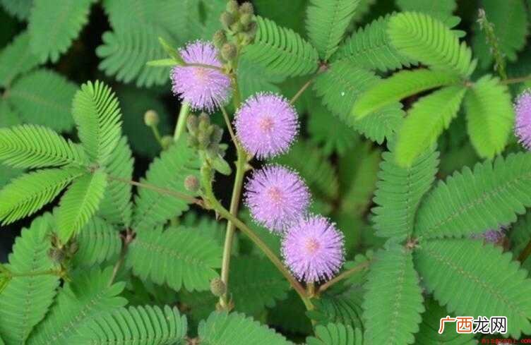 含羞草的花语和寓意是什么