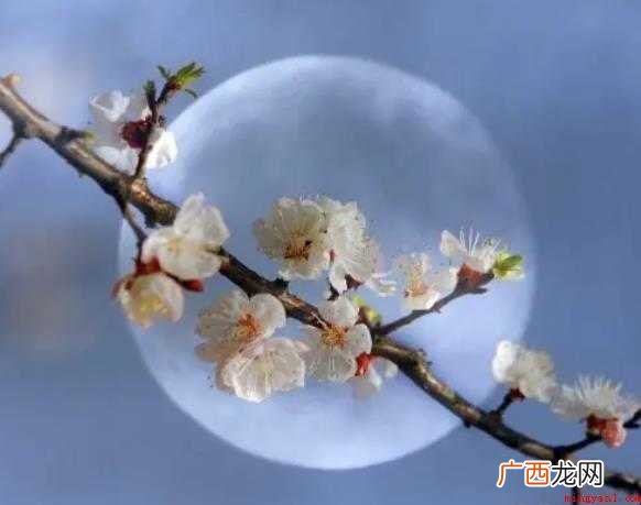 关于月圆花好是什么意思 月圆花好是什么意思