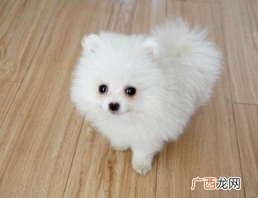 家养的 博美寿命有多久,博美犬一般寿命多长？