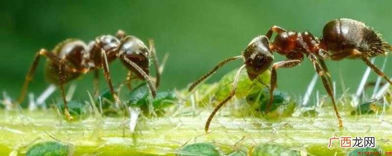 菜地蚂蚁用有机化学灭虫剂可以杀掉 菜地蚂蚁用什么药可以杀死