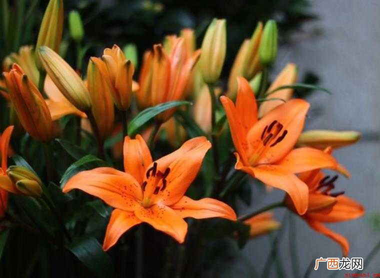 百合花代表什么意思