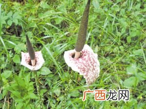 佛焰花序有哪些,莲花状基生叶序的植物有哪些?