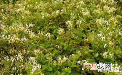 金银花的种植技术,金银花养殖？