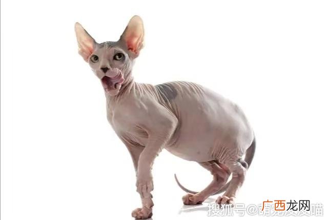 临清狮子猫原产于哪个省份,中华狮子猫多少元一只？
