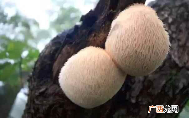 猴头菇的价格是多少