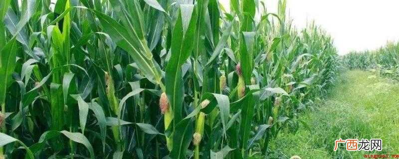 玉米蚜虫俗称腻虫、同翅目、蚜虫科、玉米、高粱、小麦、狗尾草等 玉米起腻虫是什么原因