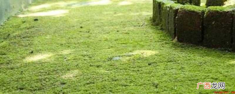 苔藓通常生长在潮湿的地方,水泥苔藓可以用消毒剂或除藻剂消除 水泥地青苔最有效清除