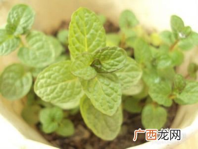 薄荷种子咋种,种一亩薄荷要多少种子？
